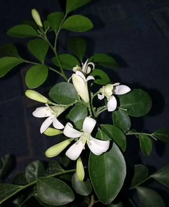 фото из свободного доступа 