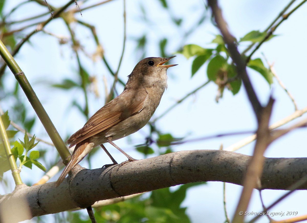 Источник  : Яндекс  картинки.  