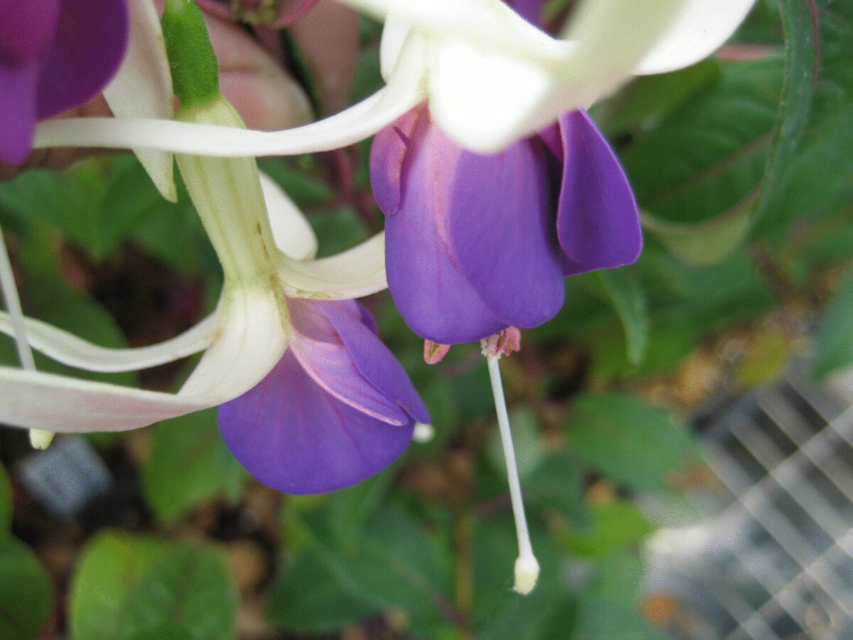 1. «Блейзинг Сара» (Blazing Sara)  