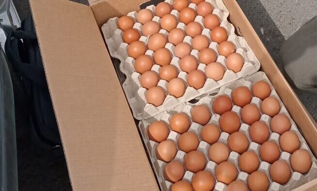    В Оренбуржье пресекли попытку незаконного вывоза более 2 тыс. яиц в Казахстан Кристина Просвиркина
