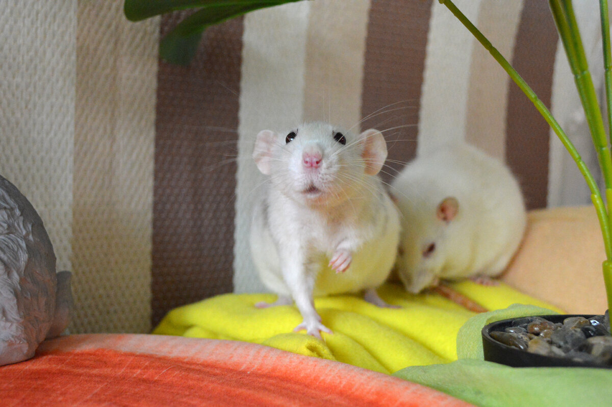 Хельга и сзади Флатти