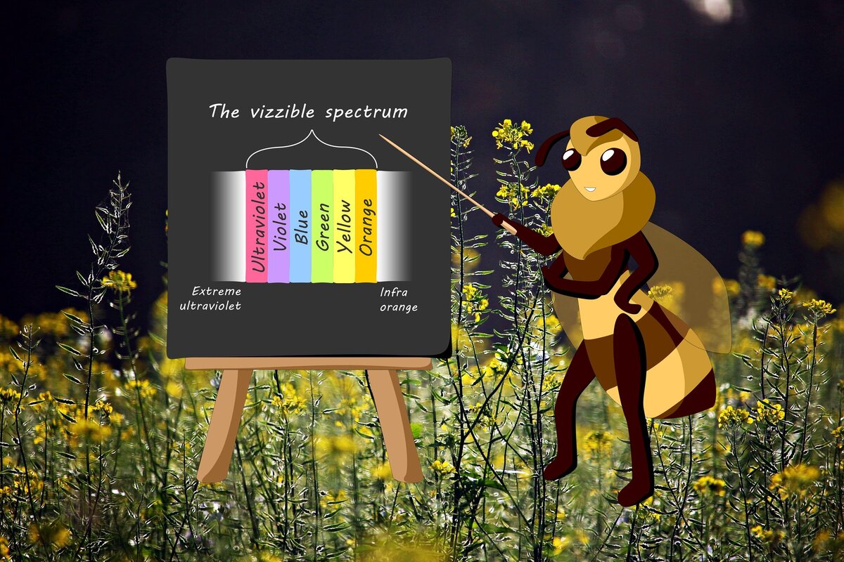 Про пчелиные колготки. Зрение пчелы. Закладки для школьников про пчёл. Буклет для проекта о пчелах. Пчела картинка.