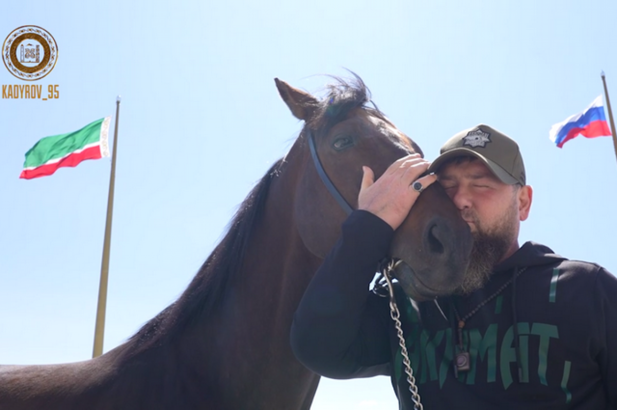    Рамзан Кадыров обнял и поцеловал своего скакуна Зазу, вернувшегося в Чечню