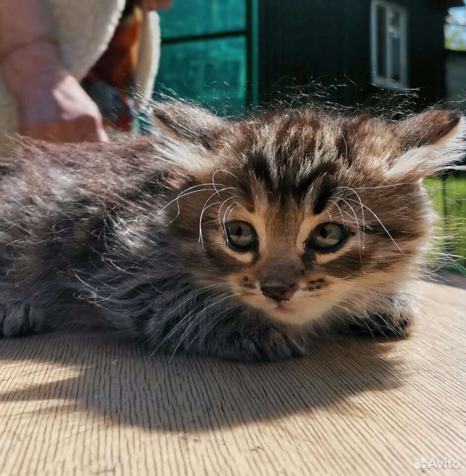 Фото из личного архива автора. Вот Это собственно Кузя