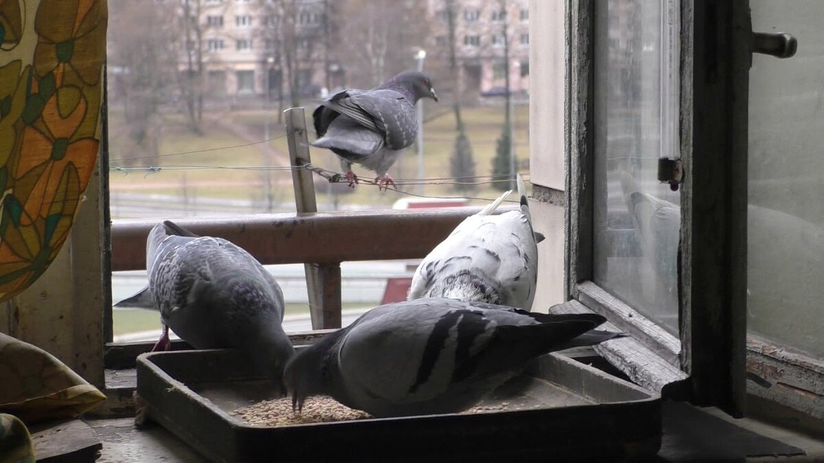 Голуби на подоконнике примета к чему. Голубь на подоконнике. Голуби на окна. Голубятня на подоконнике. Голубь сидит на подоконнике.