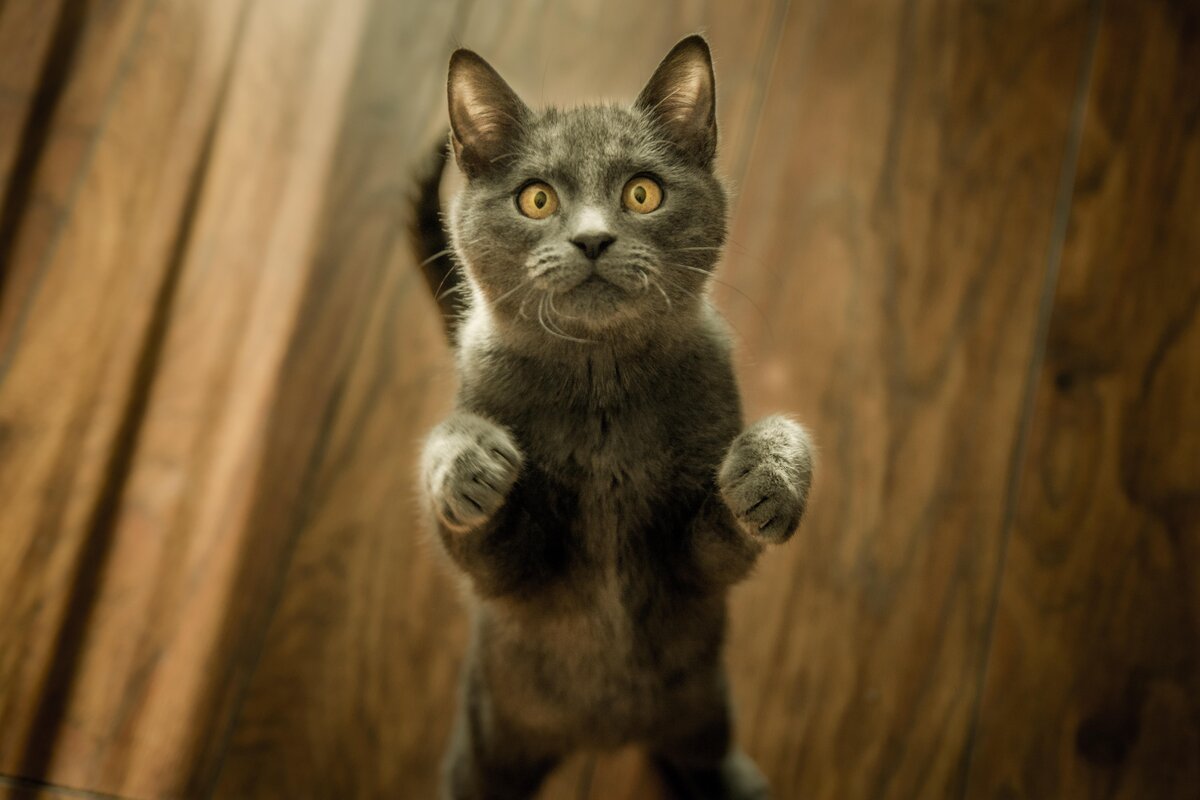 Пушистый маникюр: как правильно стричь когти коту | СИБ.ФМ | Дзен