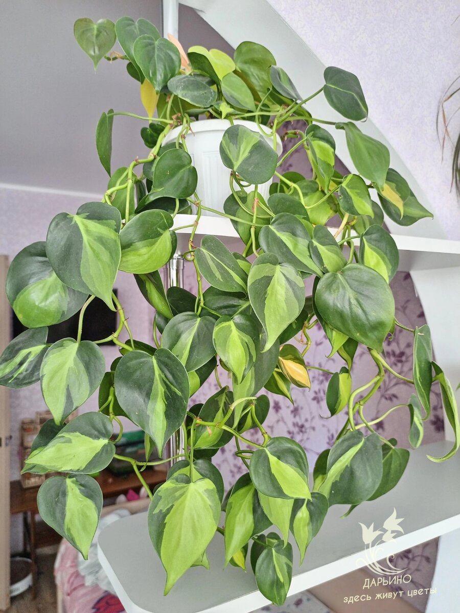 Филодендрон 'Brasil'