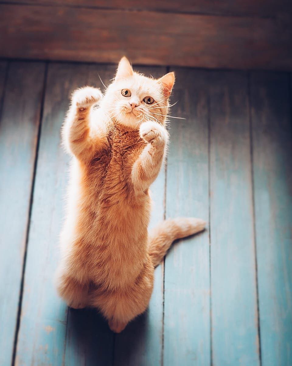 Кошка Булка из Волновахи