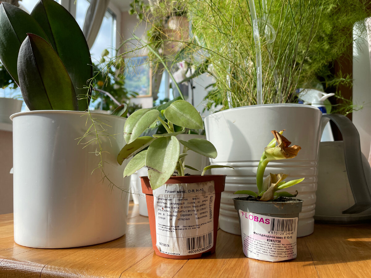 Две новинки