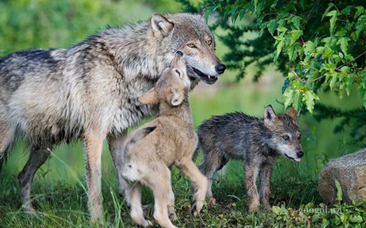 Семья диких животных. Волк волчица Волчонок семья. Семья Волков с волчатами. Волк, волчица, волчата – Волчье Логово,. Волк, волчица,семья Волков.