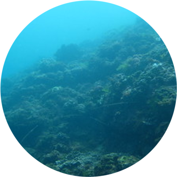 Красота подводного мира