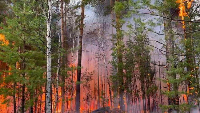Лесной пожар при сильной засухе. Источник: https://lentka.com/112/1123590.jpg