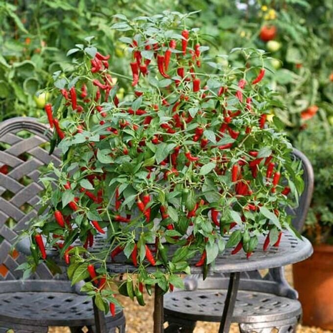 Зрелые плоды