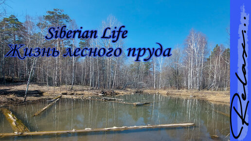 Наблюдаем за жизнью на лесном пруду. Пенье птиц, звуки природы