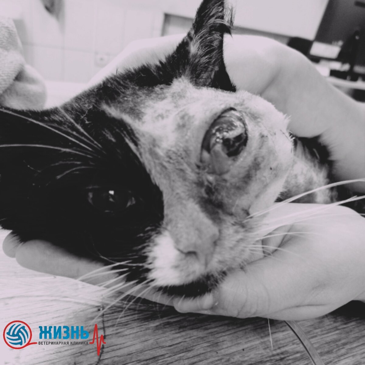 Саркома кошек. Злокачественная опухоль.