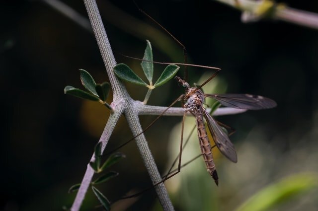    Что такое лихорадка Денге и чем она опасна?