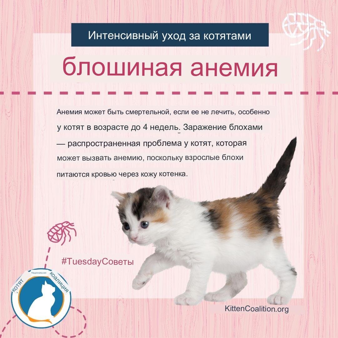 Зачем кошке витамины?