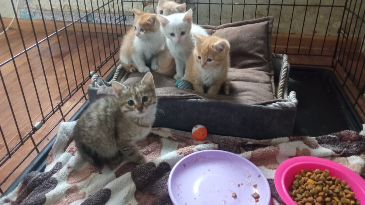 Котята