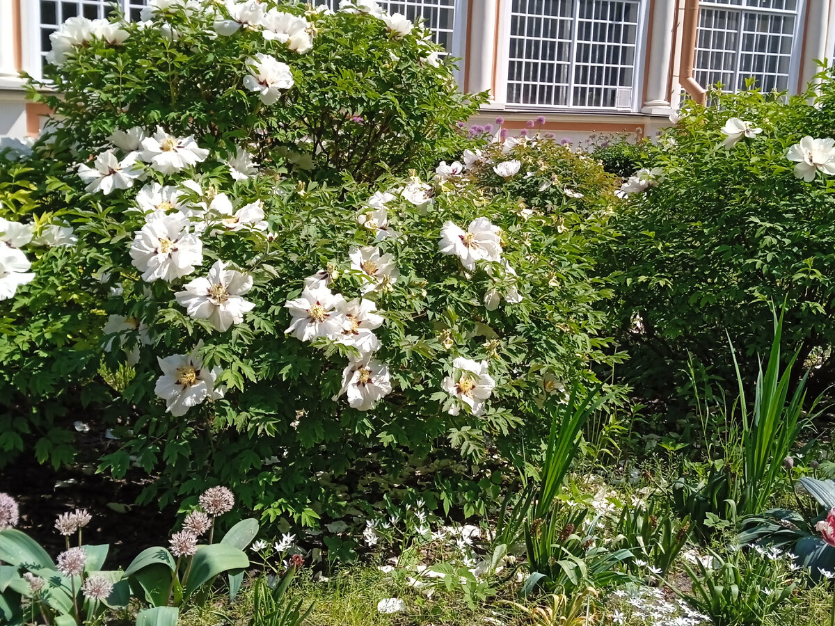 Декоративный шиповник