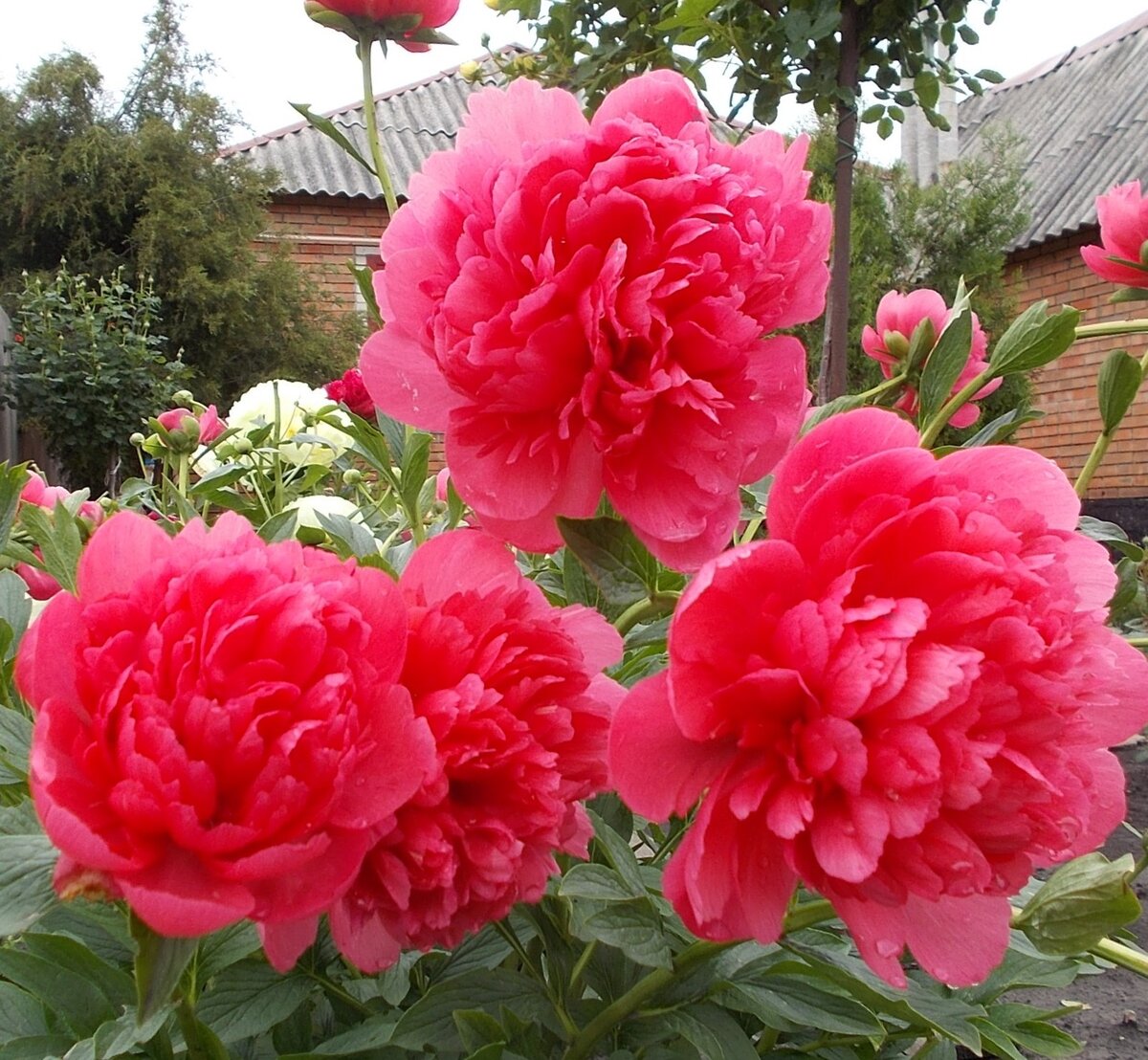 Lorelei /Лорелей/ 