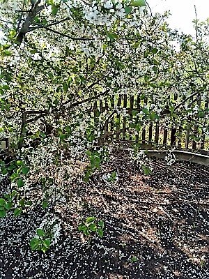 Отцветает вишня в моем саду. Фото автора канала.