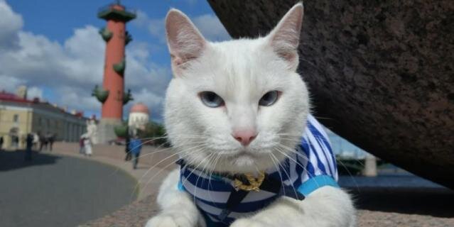    День Петербургского кота.kuda-spb.ru