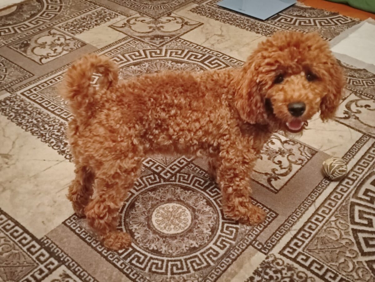 Румпель: - Давай играть! Движение - жизнь. 