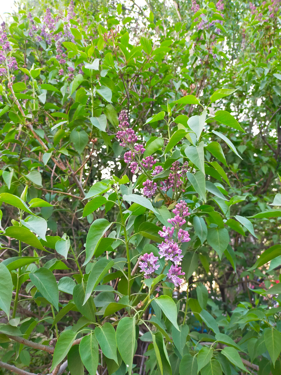 Просто для оформления