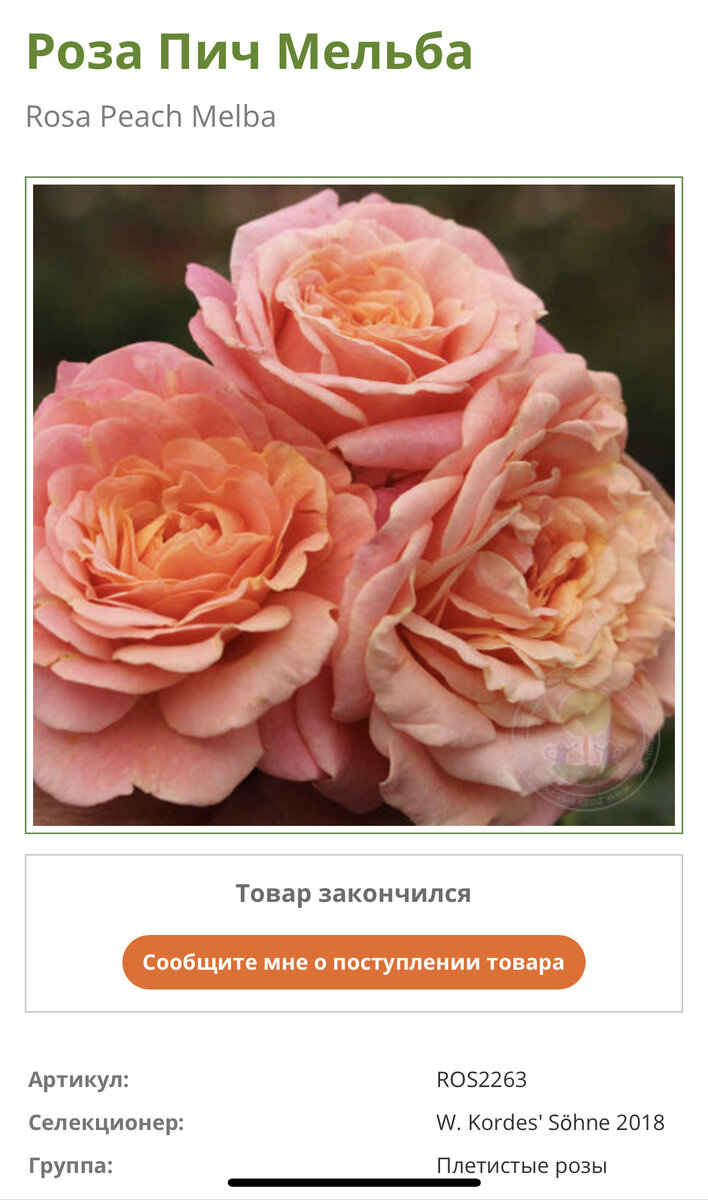 Розы дрифт сорта фото