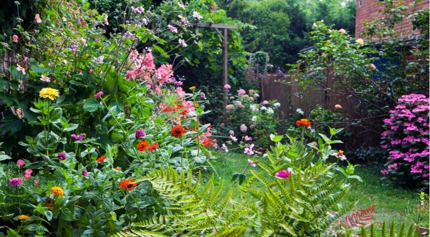 Циннии в цветнике