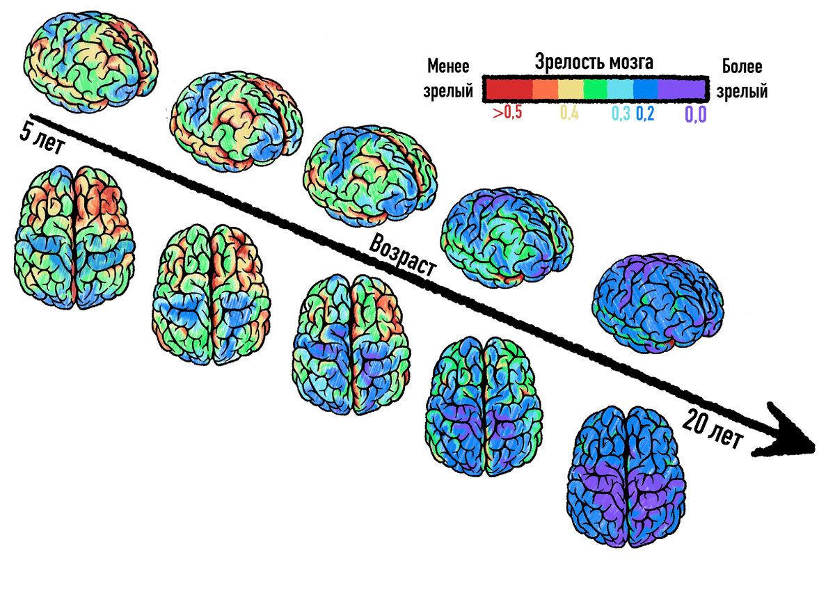 Мозг подростка