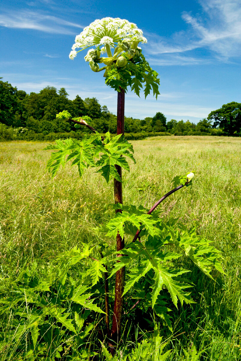 Как выглядит борщевик 