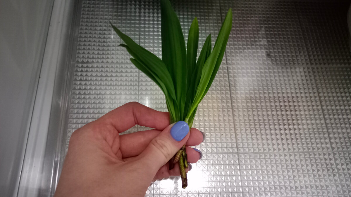 Молодая черемша