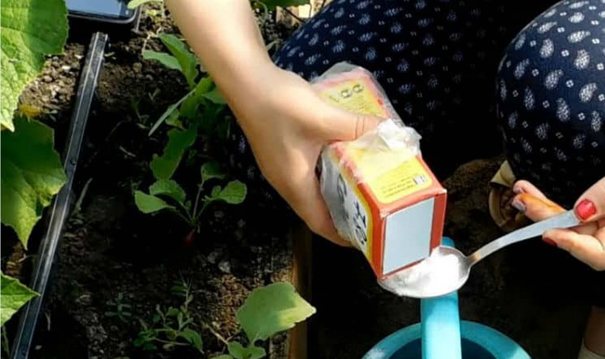 Jeder, der Gurken anbaut, träumt vom größtmöglichen Ertrag. Ich möchte Ihnen eine einfache Technik vorstellen, mit der Sie bis zu 11-13 kg schöne grüne Früchte aus einem Busch ernten können.-4