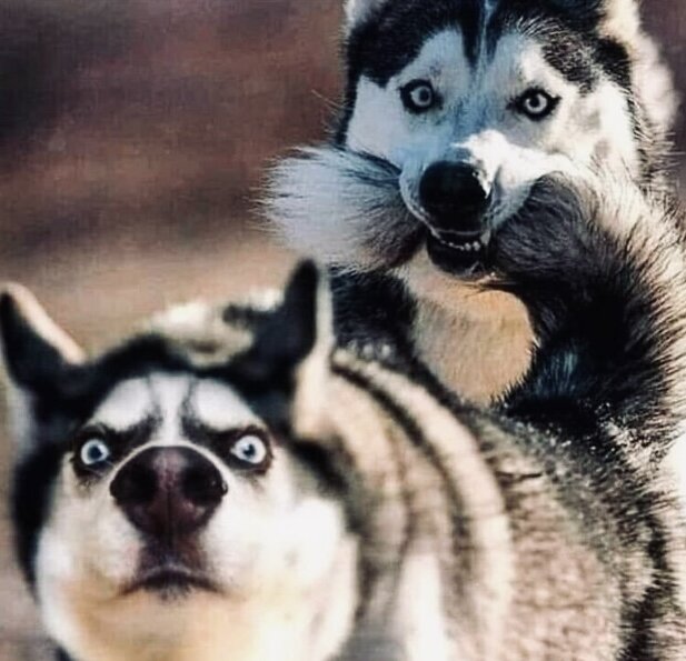 Из открытого источника 