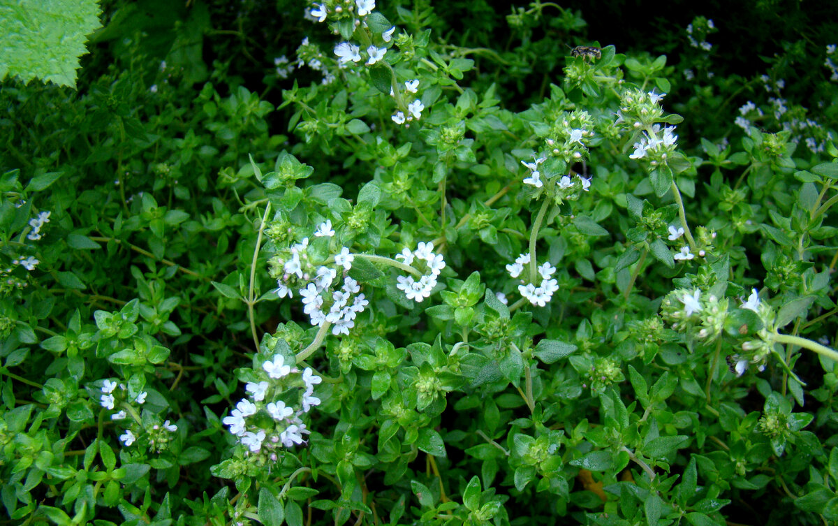 Чабрец, 18.05.2023