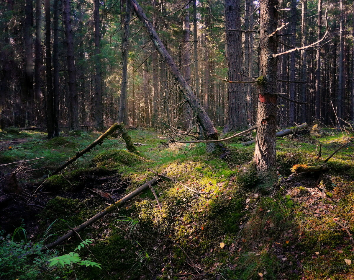 Все снято телефоном, "на бегу", на лесном маршруте.