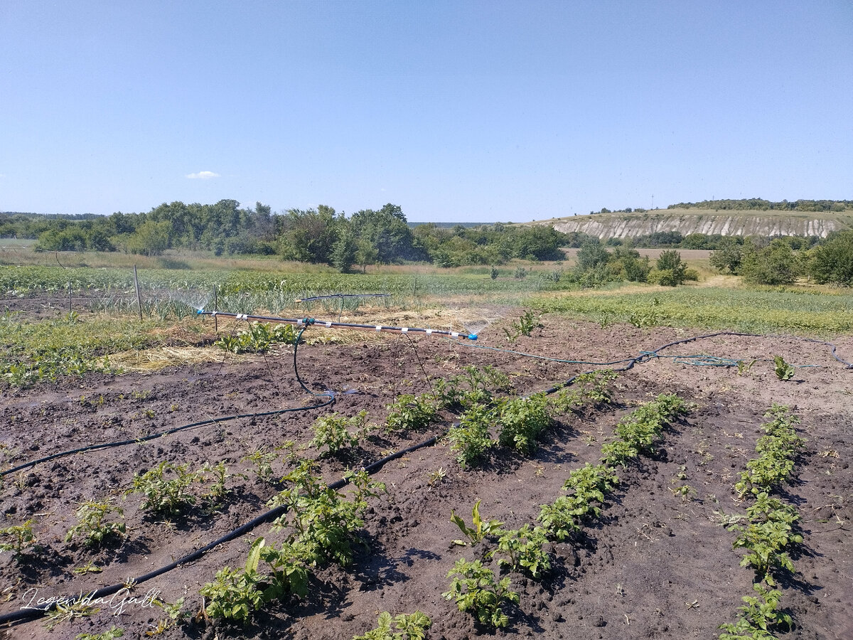 По картошке пробежалась, жуков собрала. Пока их не много...
