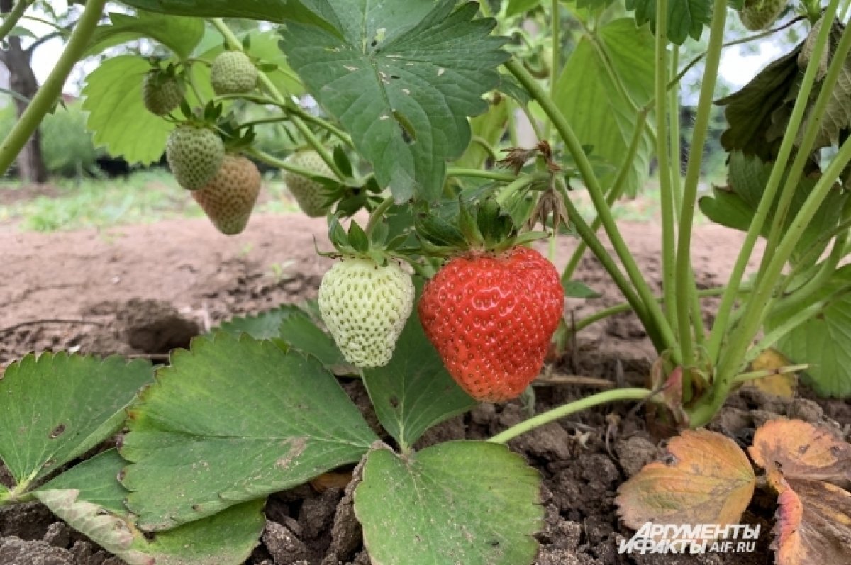   В Новосибирске агроном Шубина рассказала, как спасти урожай в жару