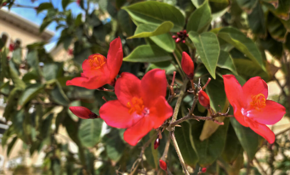 Коралловый цветок. Ятрофа цельнокрайняя ( Jatropha integerrima)