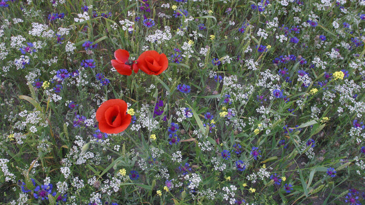 ФОТО: NIKOLAY IVASCHENKO/RUSSIAN LOOK/GLOBALLOOKPRESS