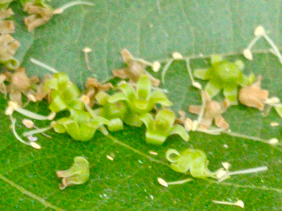 Сброшенные соцветиями колпачки