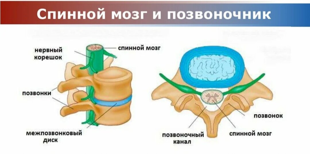 Спинной мозг и позвоночник