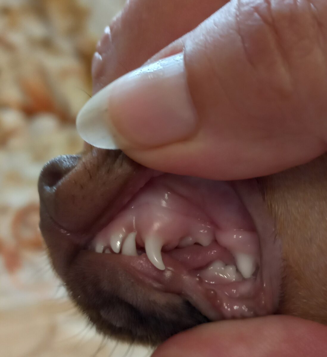 Зубки русского той-терьера в 2,5 месяца.