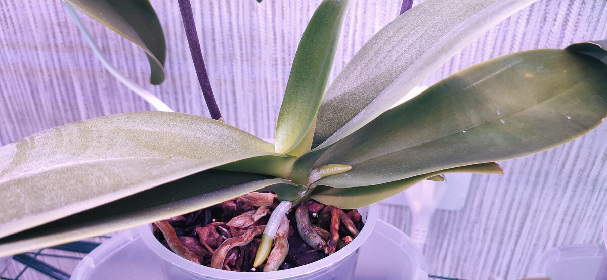 Орхидея в фазе активного роста корней и листьев 