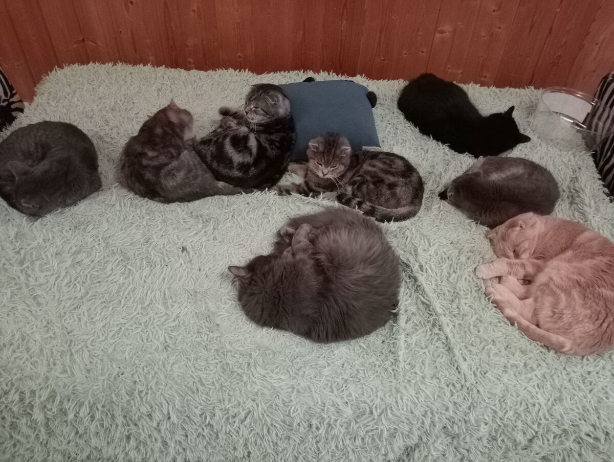 Лежбище котиков на первом этаже. Фото из домашнего архива