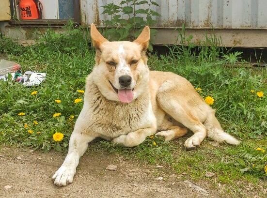 Улыбака. Он очень добрый