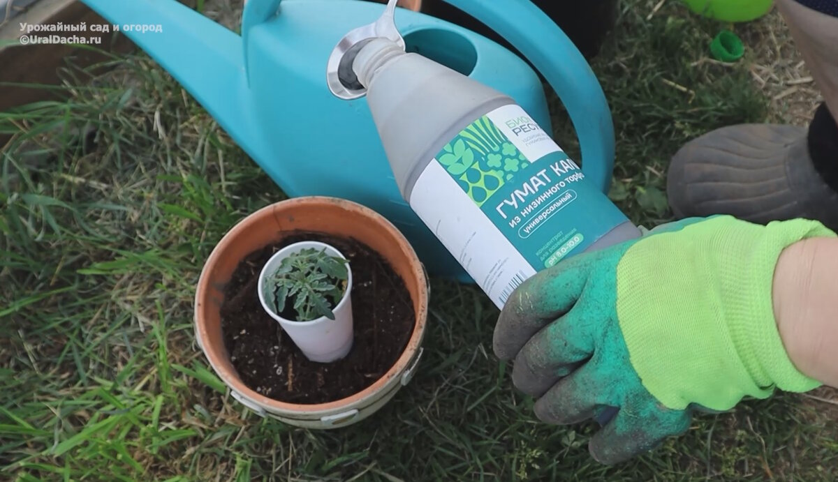 Лучшие подкормки для рассады. Цветы растут как сумасшедшие после такой подкормки. Подкормка томатов. Урожайный огород зеленое удобрение. Урожай ведро гринвей.