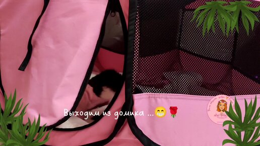 👀 спинальник Тедди выползает из своего дома 💓🤗