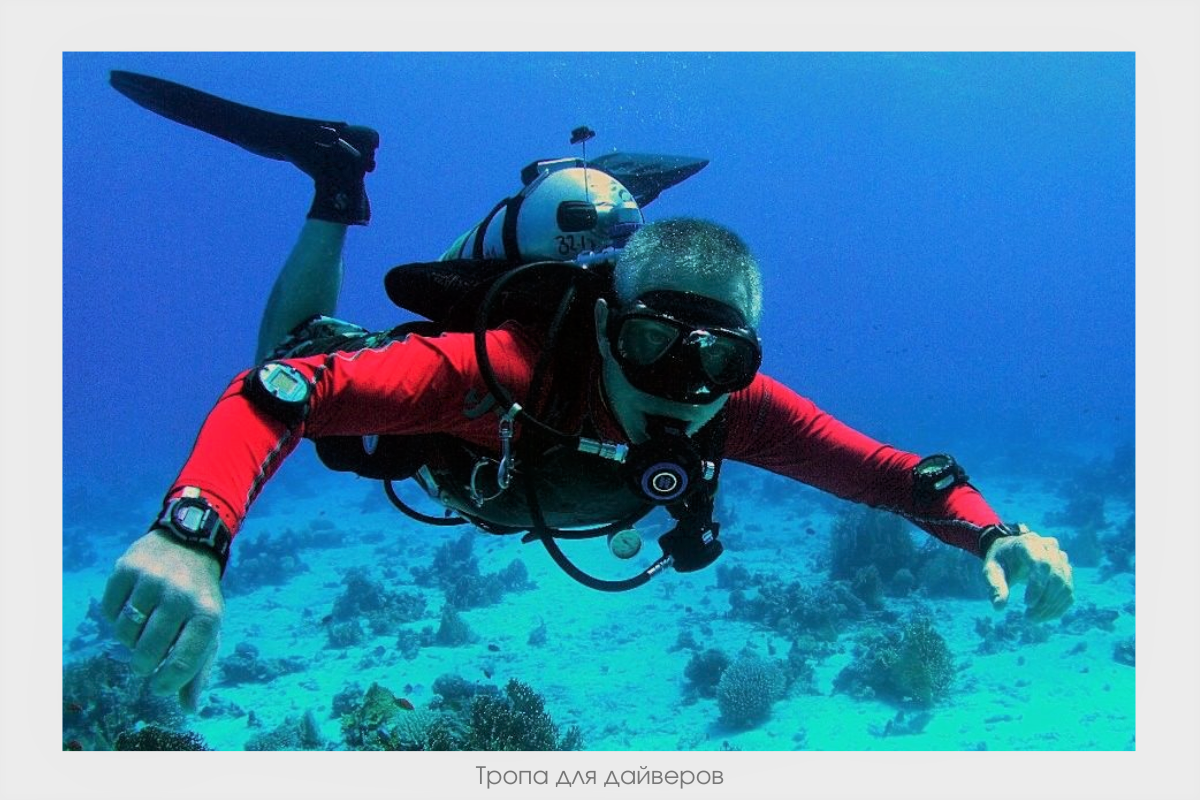 Водолаз какой. Скуба дайвинг вид спорта. Scuba 1992 года. Человек в акваланге. Дайвинг водолазы.